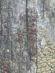 Lecanora saligna