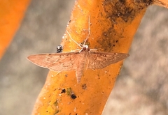 Tatobotys