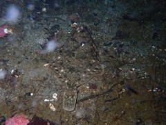 Lepidopsetta