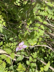 Rubus pungens oldhamii