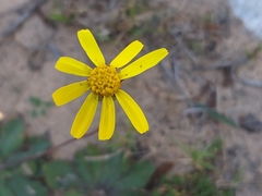 Othonna auriculifolia