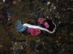 Protula pacifica