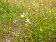 Silene micropetala
