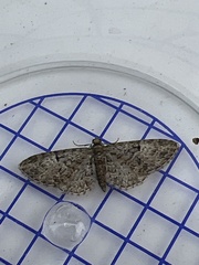 Eupithecia dodoneata