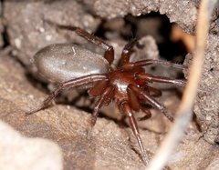 Drassyllus