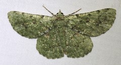 Aeolochroma hypochromaria