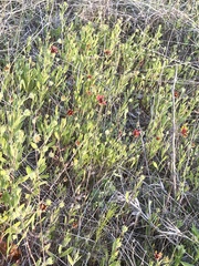 Gaillardia amblyodon