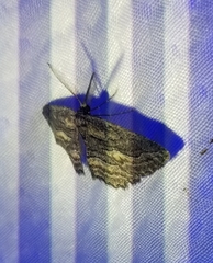 Aethaloida packardaria