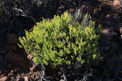 Euryops nodosus