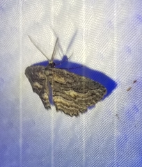 Aethaloida packardaria