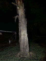 Eucalyptus longifolia