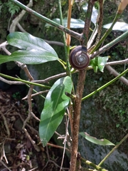 Nesiohelix samarangae