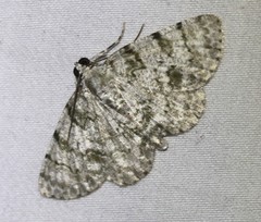 Dyscheralcis crimnodes