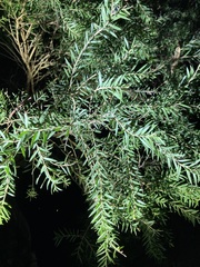 Melaleuca decora