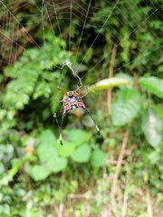 Gasteracantha clavigera
