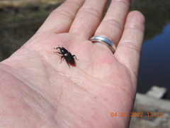 Sphenophorus aequalis