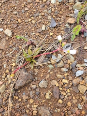 Lewisia oppositifolia