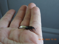 Sphenophorus aequalis
