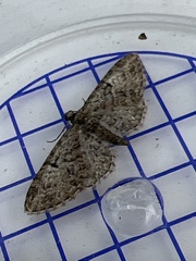 Eupithecia dodoneata