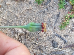 Othonna auriculifolia