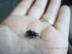 Sphenophorus aequalis