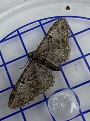 Eupithecia dodoneata