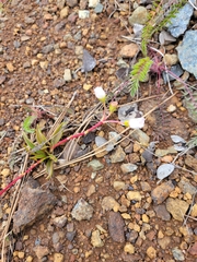Lewisia oppositifolia