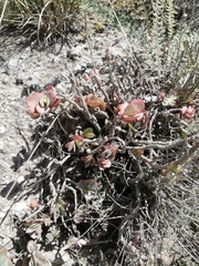 Kalanchoe fedtschenkoi