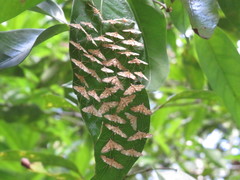 Strepsinoma