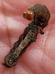 Neumichtis nigerrima