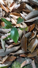 Neolitsea sericea