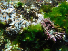 Bunodosoma californica