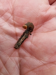 Neumichtis nigerrima