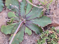 Othonna auriculifolia