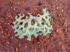 Xanthoparmelia semiviridis