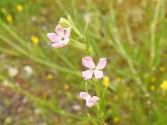 Silene micropetala