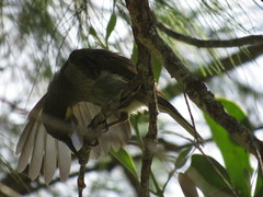 Meliphaga