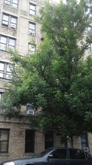 Fraxinus pennsylvanica