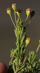 Euryops nodosus