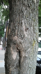 Fraxinus pennsylvanica