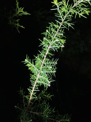 Dillwynia sieberi