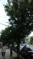 Fraxinus pennsylvanica