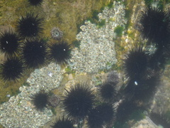 Echinometra vanbrunti