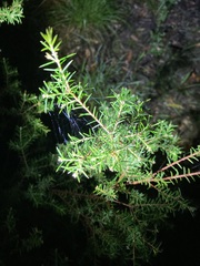 Dillwynia sieberi