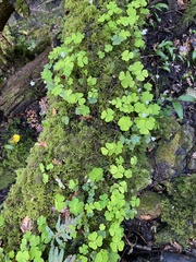 Oxalis acetosella