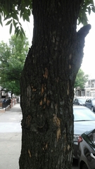 Fraxinus pennsylvanica