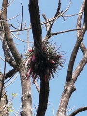 Tillandsia ionantha