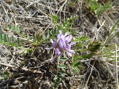 Astragalus agrestis