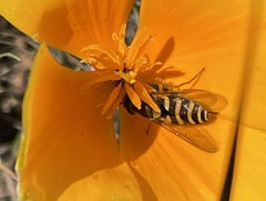 Syrphus opinator