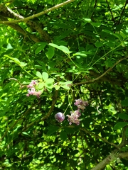 Akebia